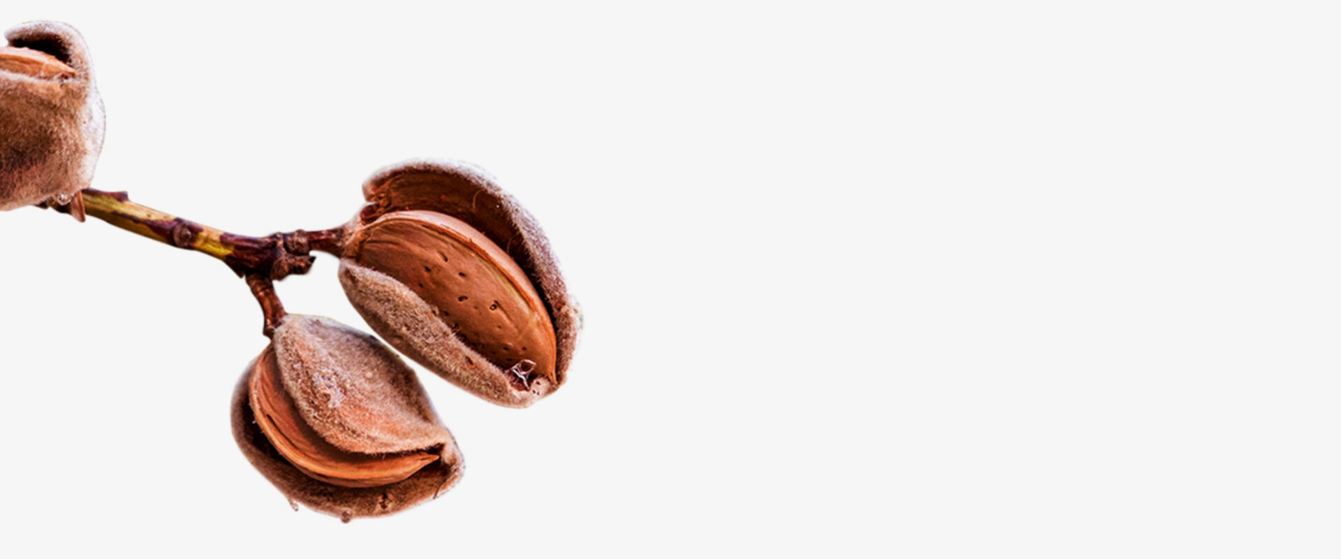 Cultivo Regenerativo