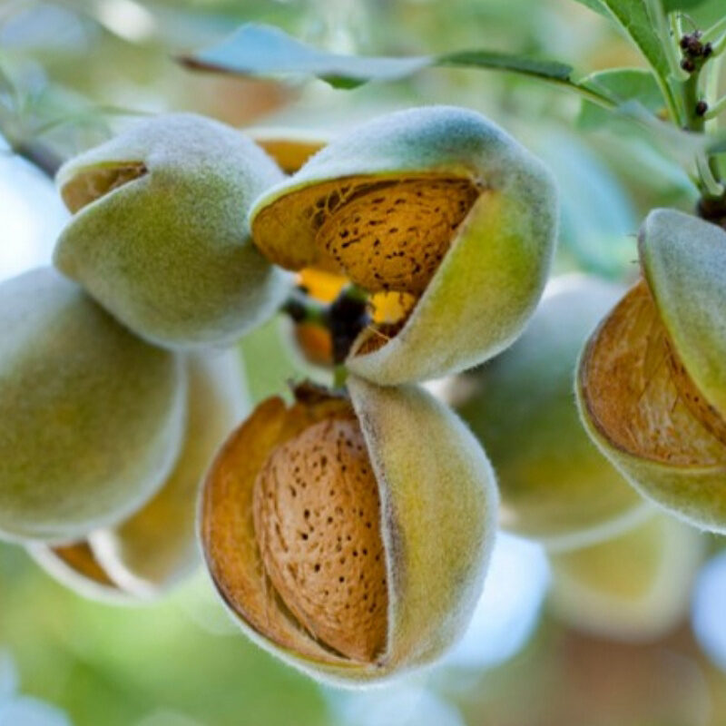 Benefits of Natural Almonds